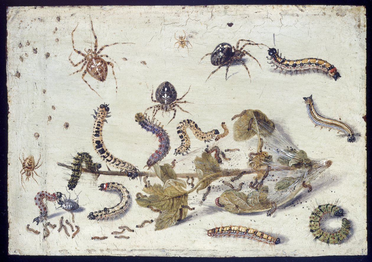 Olika spindlar och larver, med en kvist krusbär, tidigt 1650-tal (olja på koppar) av Jan van Kessel the Elder