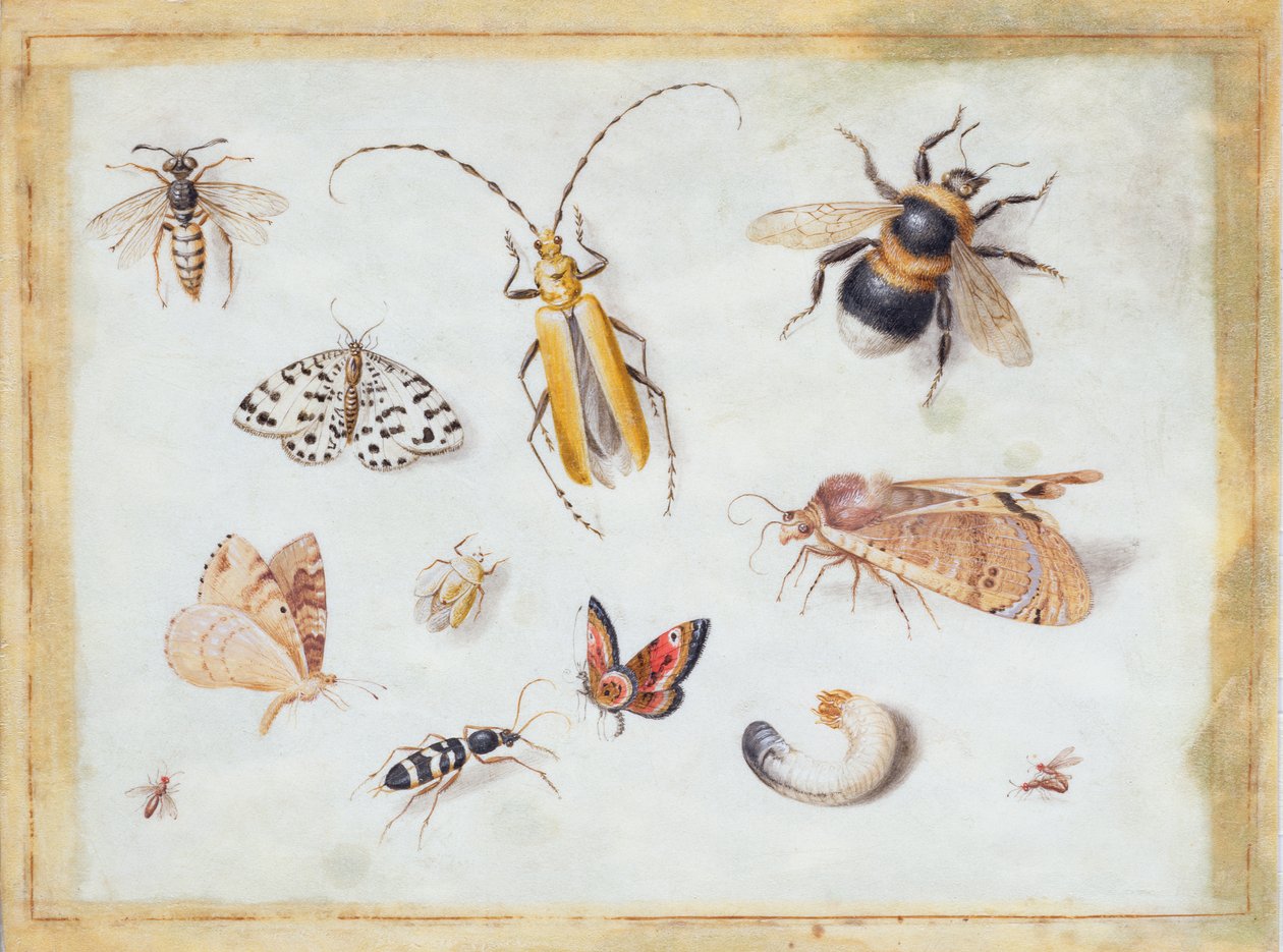En studie av fjärilar och andra insekter (gouache på veläng) av Jan van Kessel the Elder