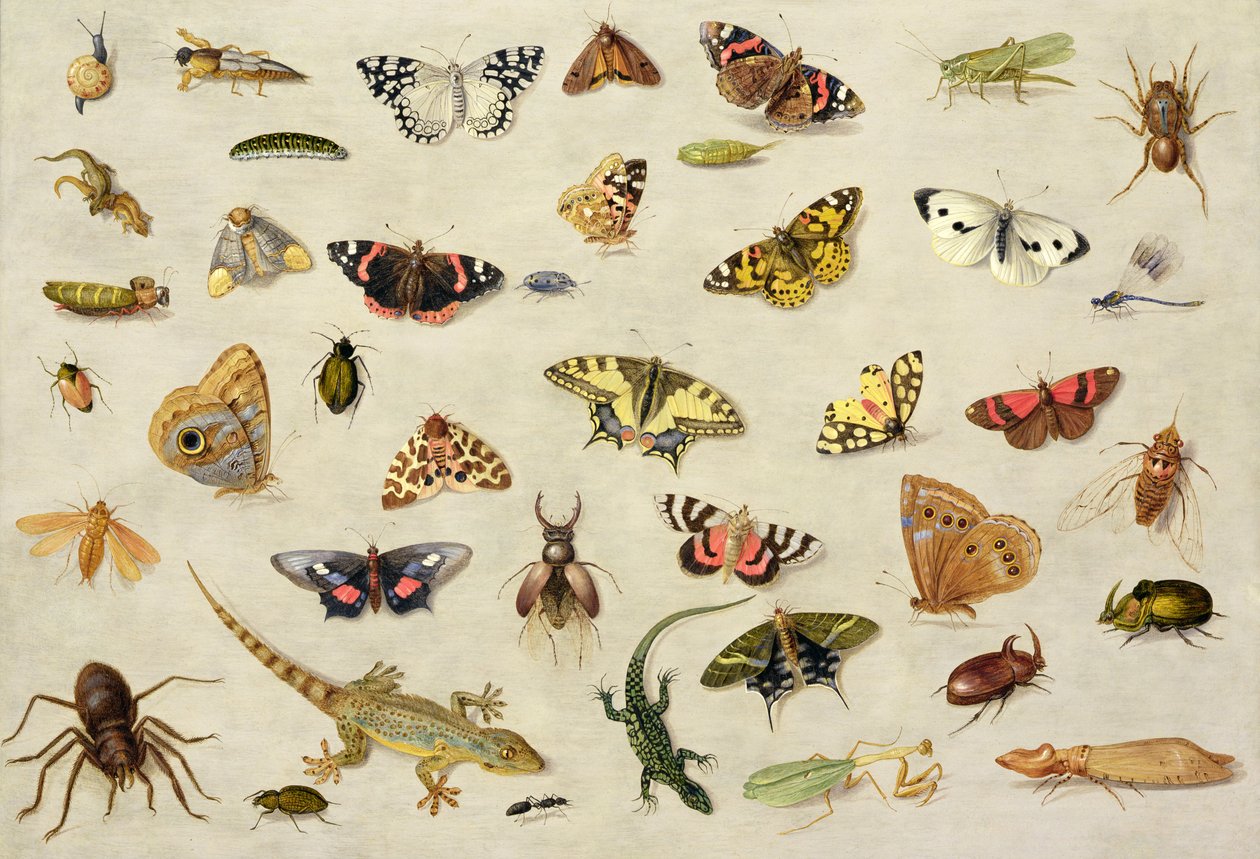 En studie av insekter (olja på koppar) av Jan van Kessel the Elder