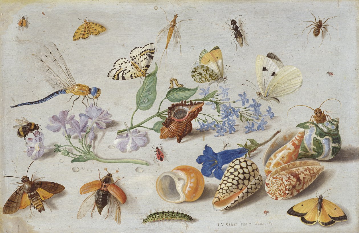 Fjärilar och andra insekter, 1661 (olja på koppar) av Jan van Kessel the Elder