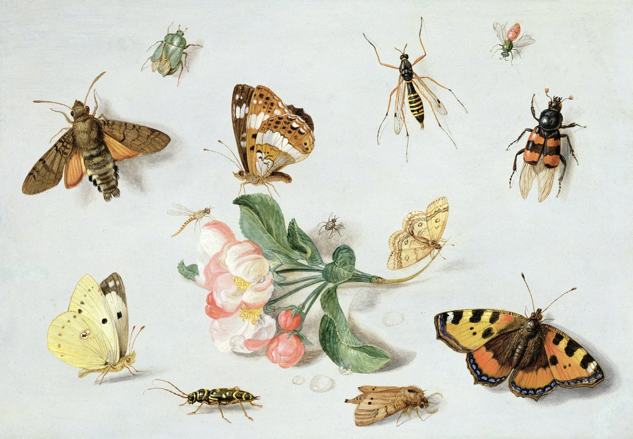 Fjärilar, nattfjärilar och andra insekter med en kvist äppelblom (olja på koppar) av Jan van Kessel the Elder