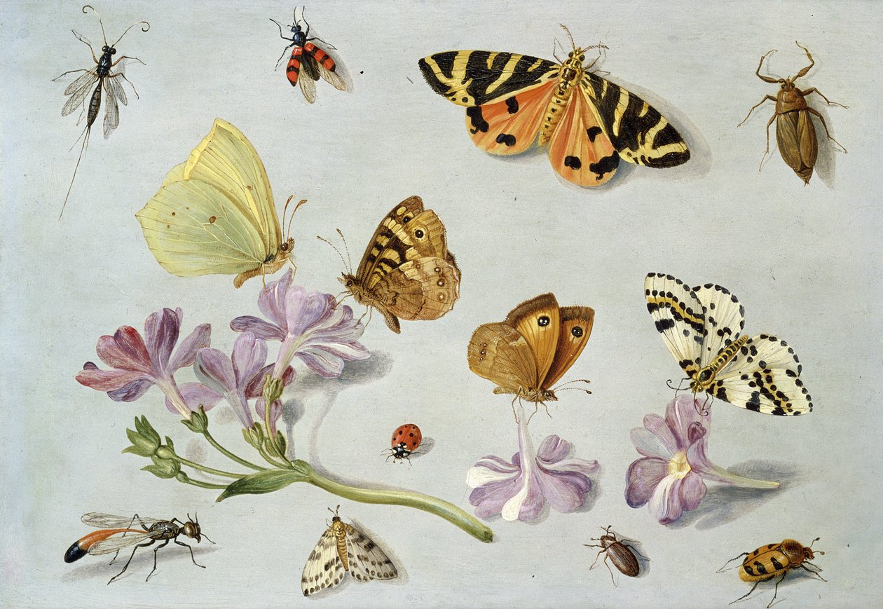 Fjärilar, nattfjärilar och andra insekter med en kvist snäcka (olja på koppar) av Jan van Kessel the Elder