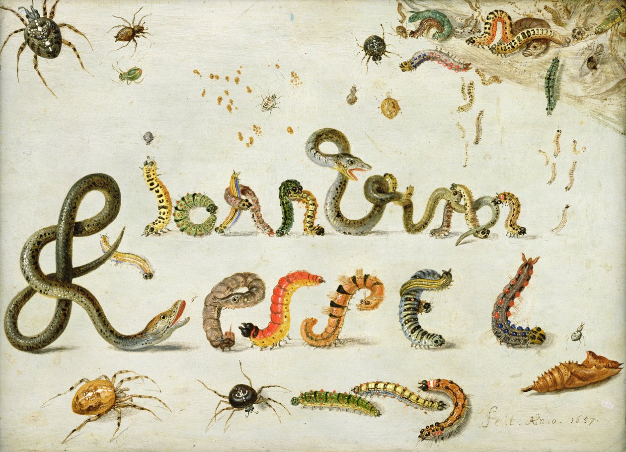 Trädgård och andra spindlar, larver stavar konstnärens namn, 1657 (olja på koppar) av Jan van Kessel the Elder