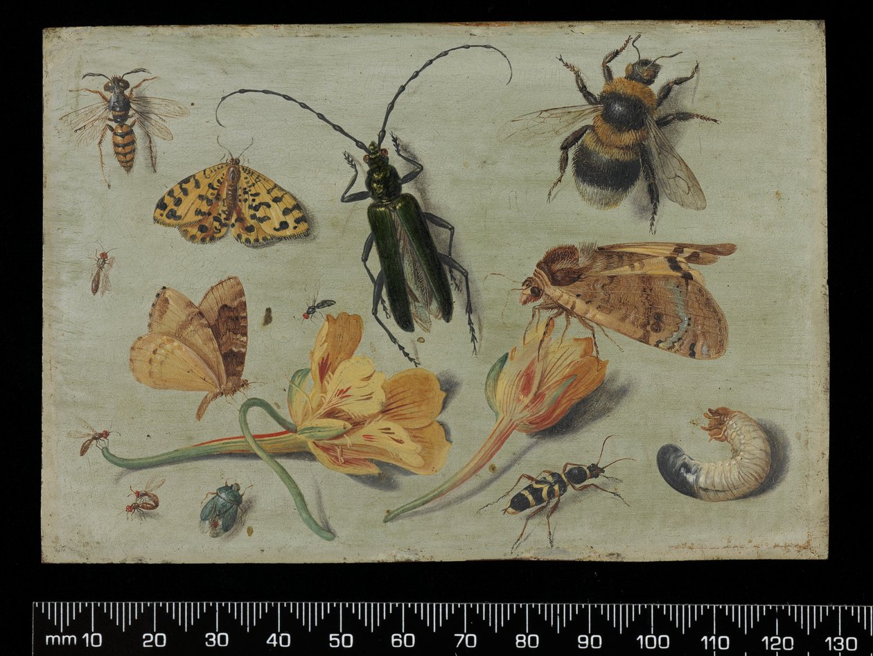 Insekter (olja på koppar) av Jan van Kessel the Elder