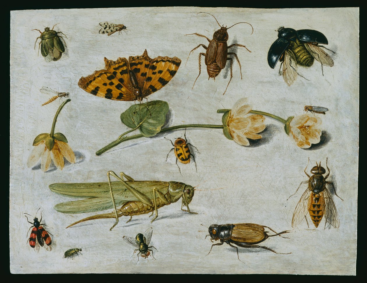 Insekter (olja på koppar) av Jan van Kessel the Elder
