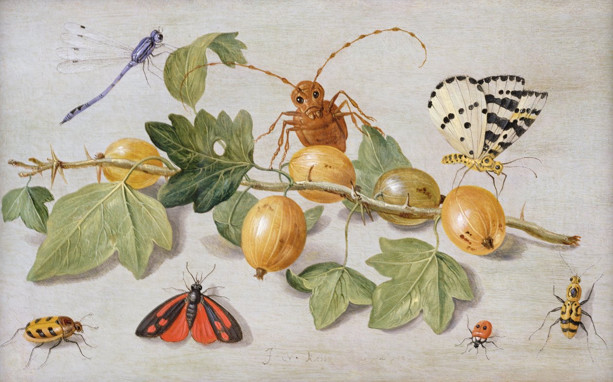 Stilleben av gren av krusbär, med en fjäril, mal, flickfluga och andra insekter (olja på koppar) av Jan van Kessel the Elder