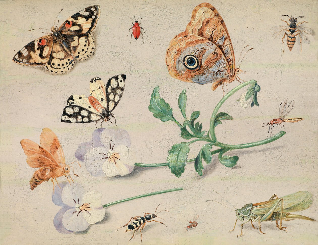 Studie av insekter och blommor av Jan van Kessel the Elder