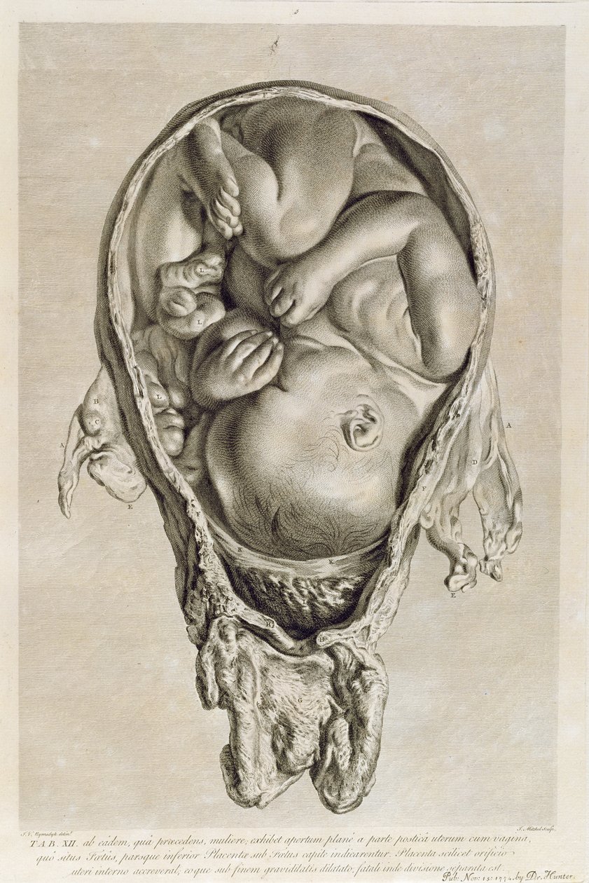 Anatomisk teckning av ett foster i livmodern, graverad av Francois Simon Ravenet (1706-74) pub. 1774 av Jan van Rymsdyk