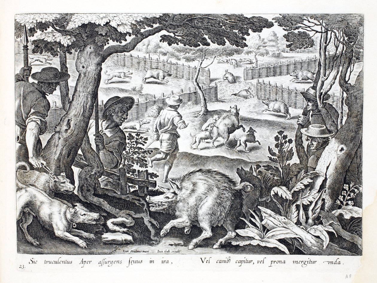 Ett grymt vildsvin reser sig upp i ilska, hundar driver andra i vattnet, illustration från 
