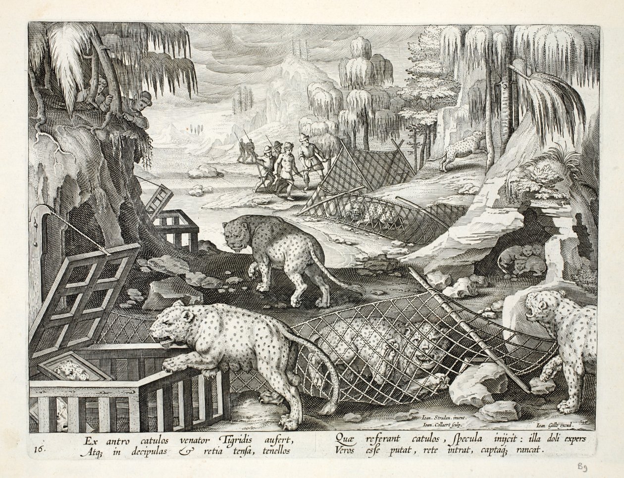 Fångst av leoparder med hjälp av nät och burar som är betade med speglar, illustration från "Venationes, Ferarum, Avium, Piscium" (Om jakt: vilda djur, fåglar, fiskar), graverad av Jan Collaert (1566-1 av Jan van der Straet