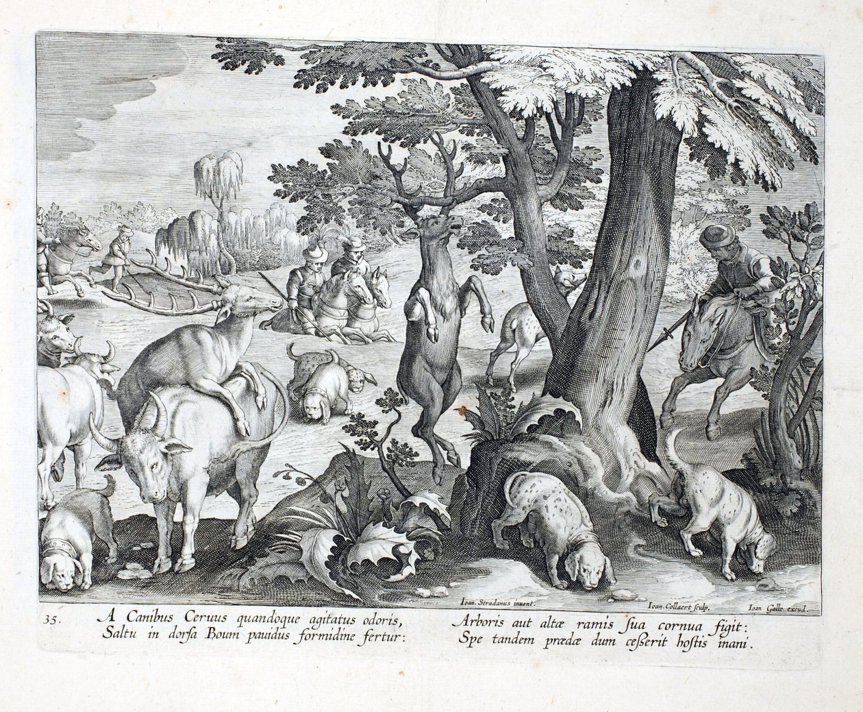 Hundar förföljer hjortar genom att känna doften, en hoppar i skräck och fäster sitt horn på ett träds höga grenar, illustration från "Venationes, Ferarum, Avium, Piscium" (Om jakt: vilda djur, fåglar, fiskar), eng av Jan van der Straet