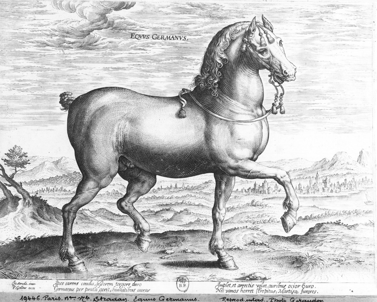 Equus germanus av Jan van der Straet