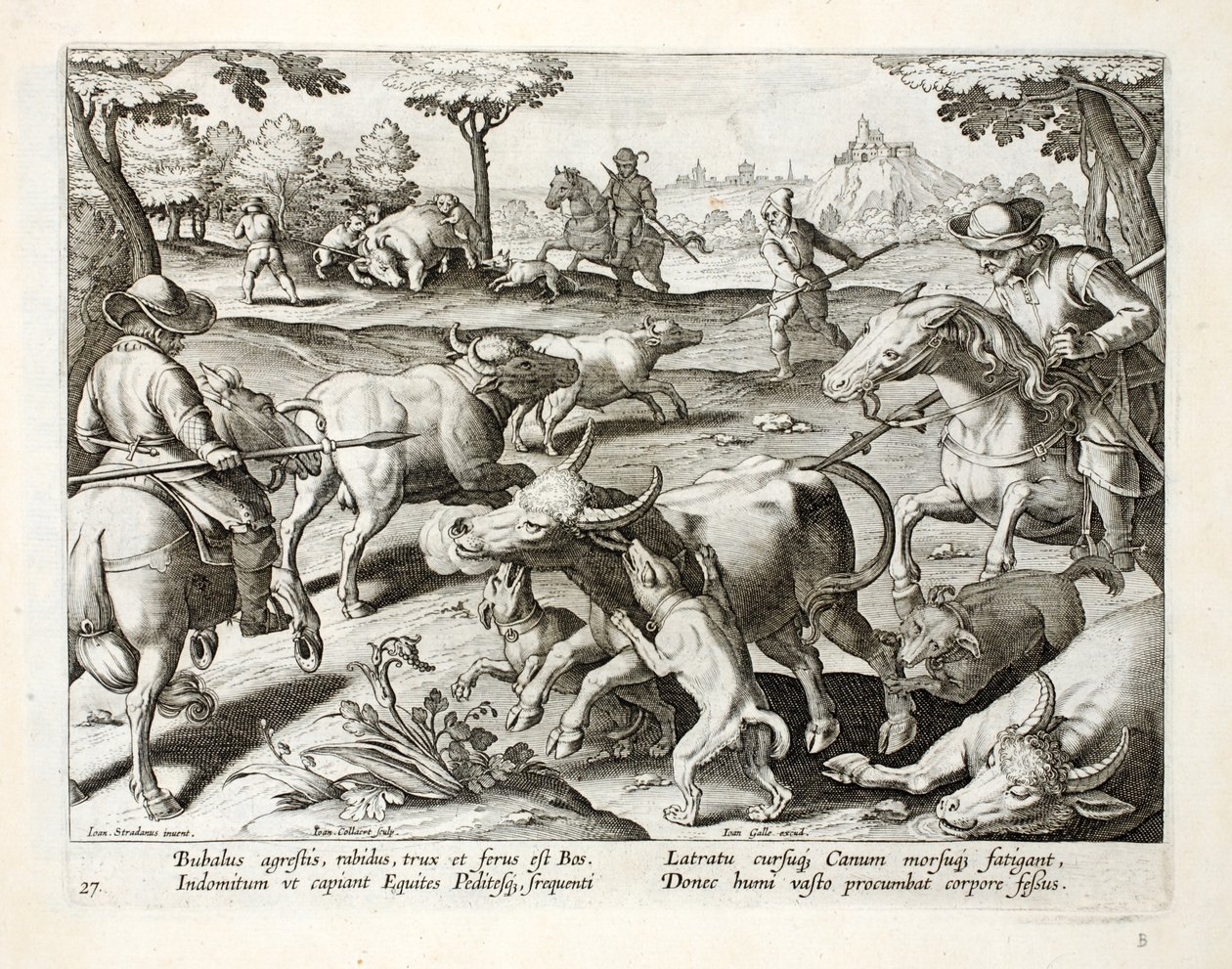 Jagar vildoxe, illustration från 