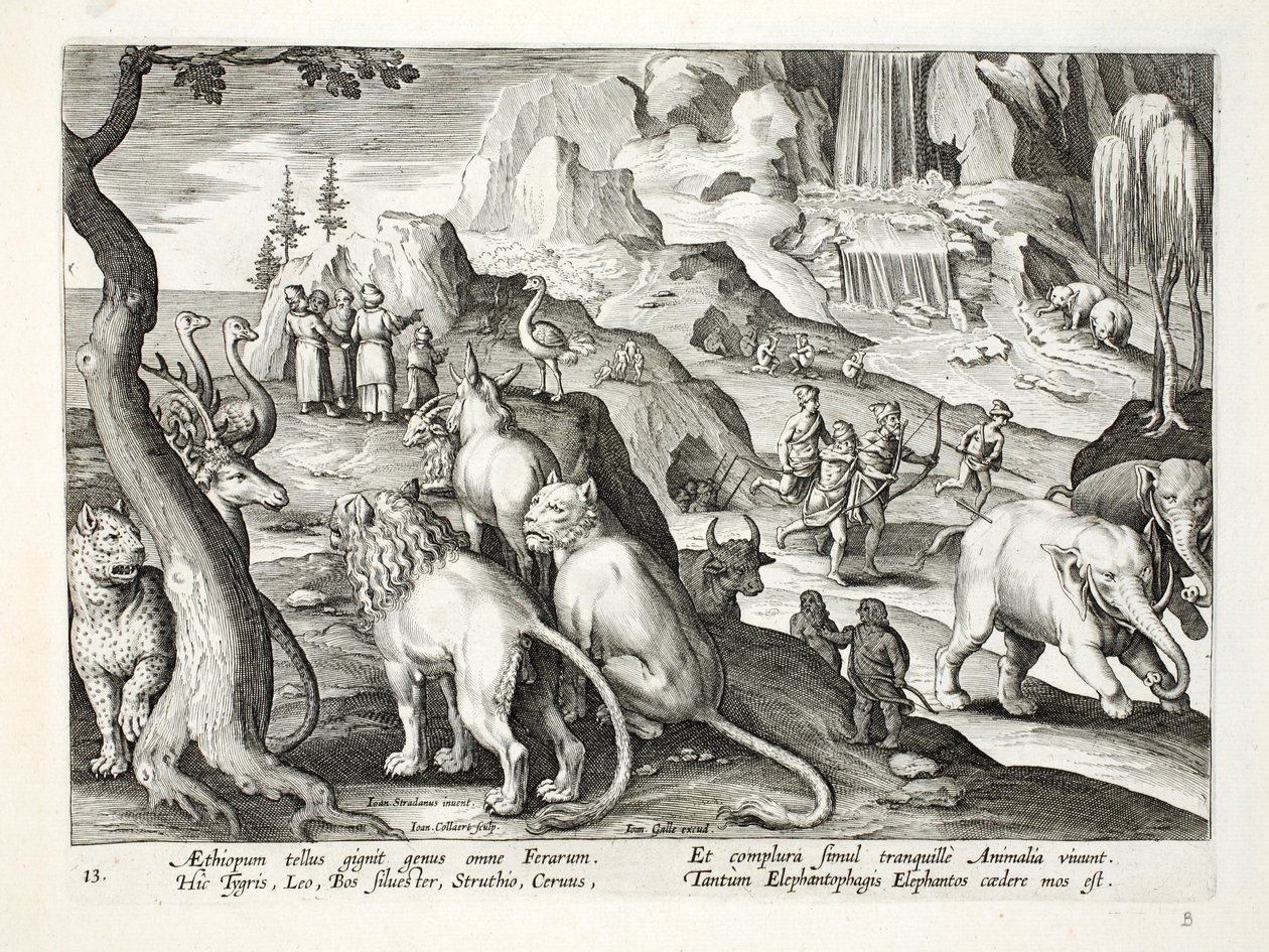 I Etiopien finns alla sorters djur - tigrar, lejon, vilda oxar, strutsar, hjortar och andra djur lever fredligt tillsammans, Det är brukligt att jaga elefanter, illustration från "Venatione". av Jan van der Straet