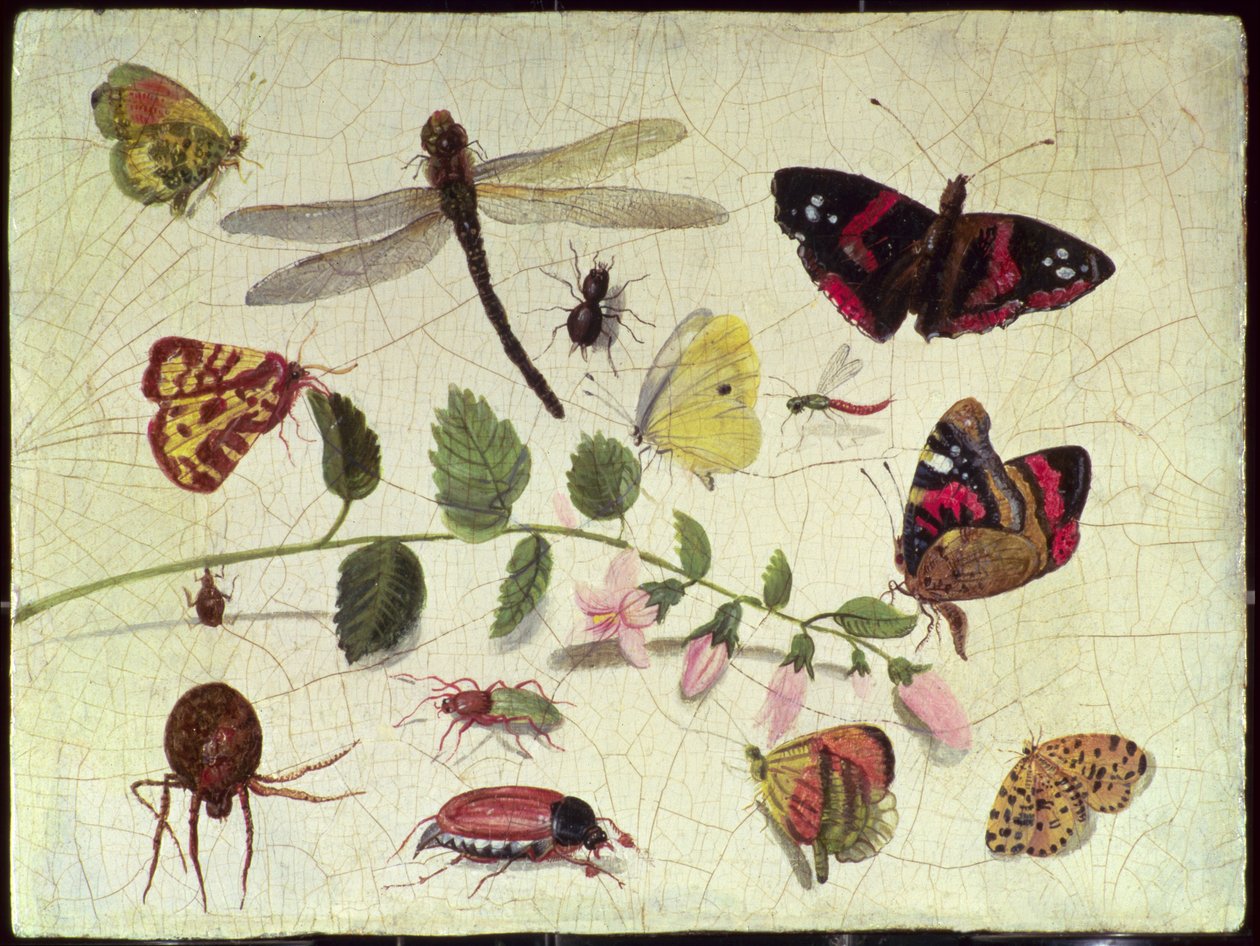 Fjärilar, insekter och blommor (panel) av Jan van Kessel the Elder