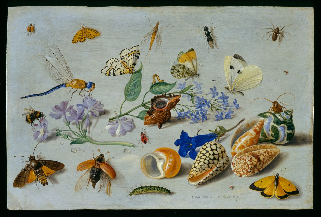 Fjärilar och andra insekter, 1661 (olja på koppar) av Jan van Kessel the Elder