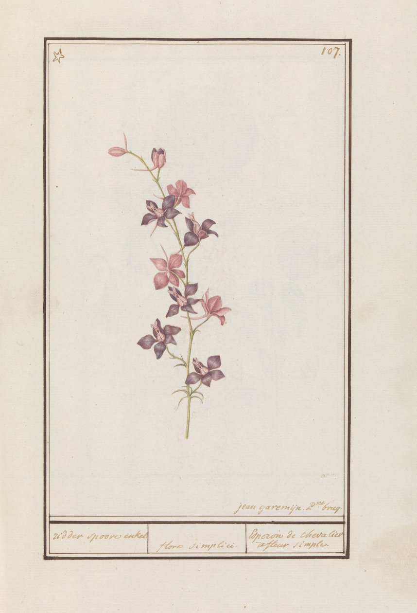 Larkspur (Consolida) riddarsporre ankel. / blomma enkel. / Esperon de chevalier afluer enkel. (titel på objekt) av Jan Anton Garemyn