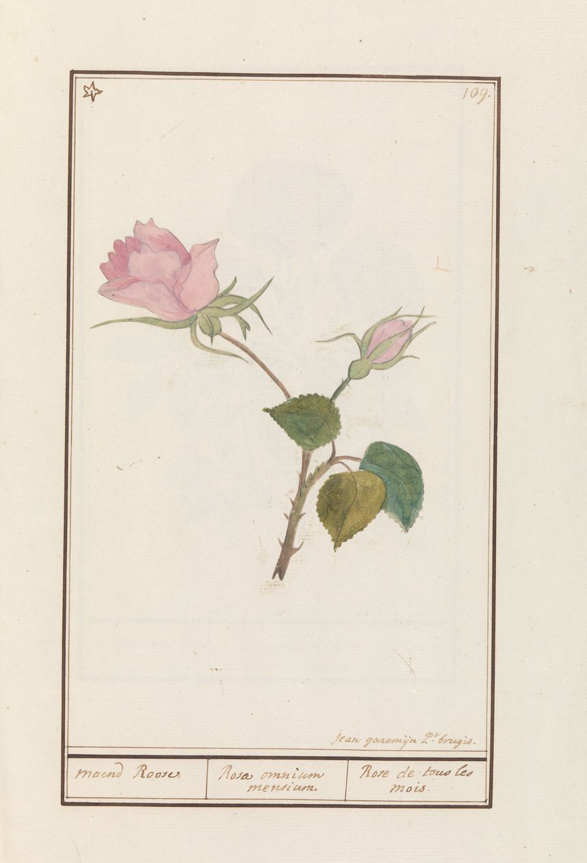 Roos (Rosa) maend Roose / Rose of all months / Rose de tous les mois (titel på objekt) av Jan Anton Garemyn