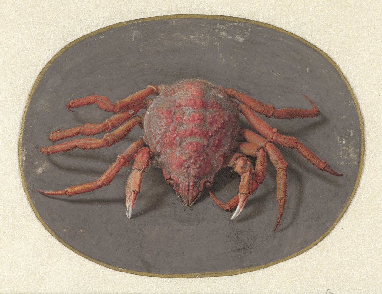 Krabba Djur (serietitel) av Jan Augustin van der Goes