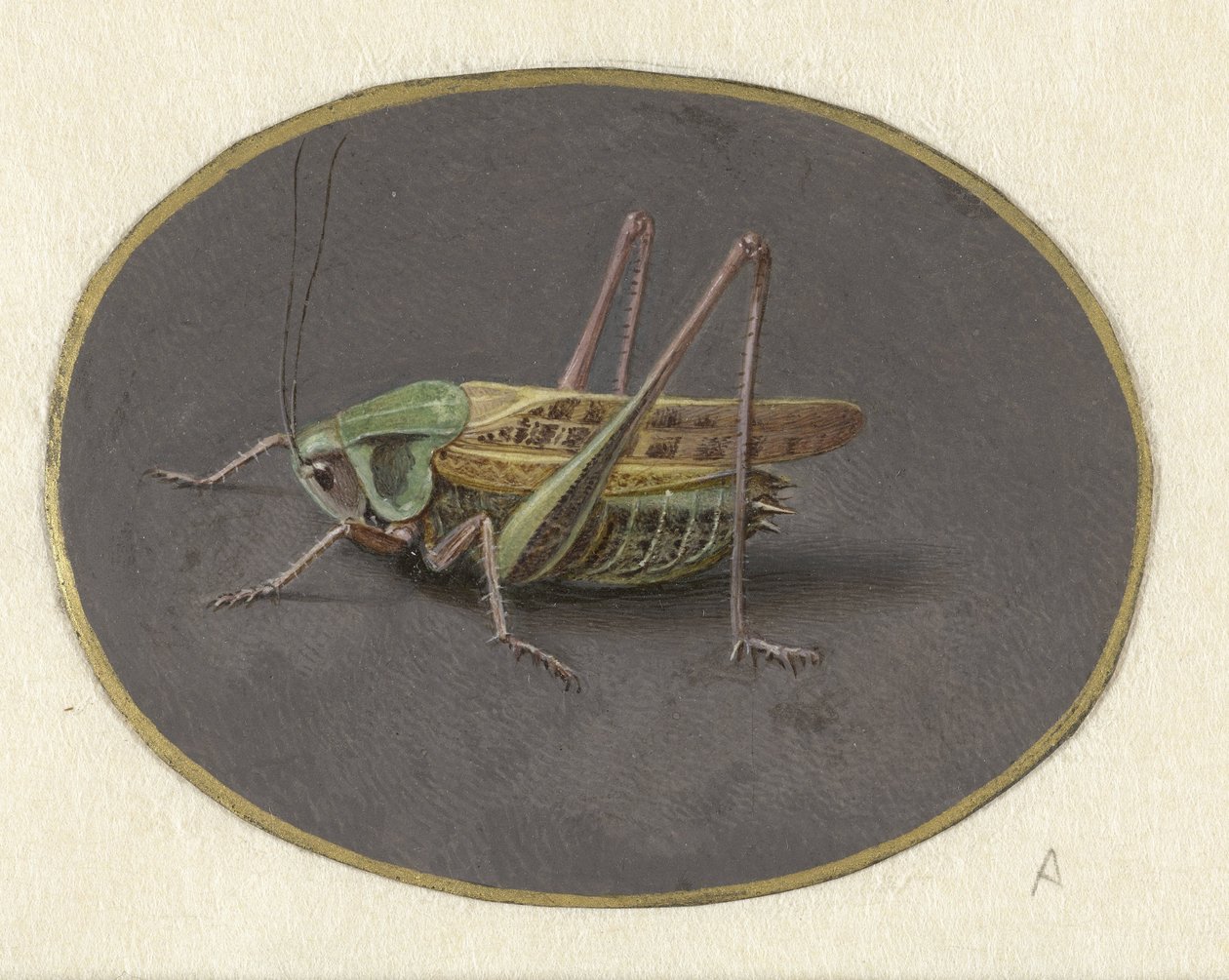 gräshoppa Djur (serietitel) av Jan Augustin van der Goes