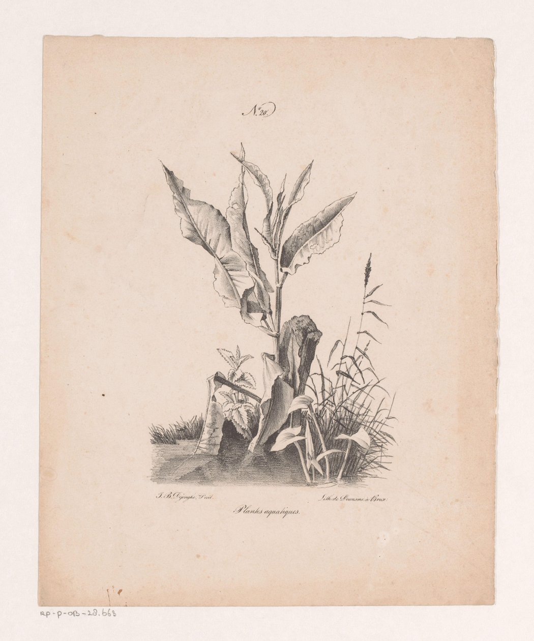 Vatten plantor Vattenväxter (titel på objekt) Principer för landskap ritade från naturen och utförda på sten (serietitel) av Jan Baptiste de Jonghe