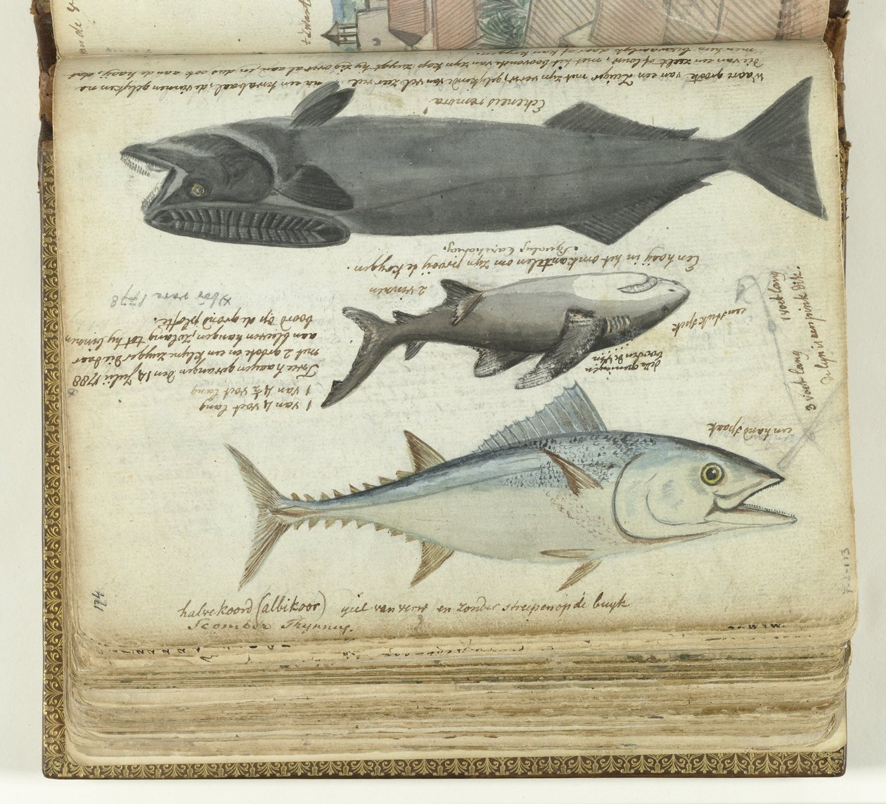 En tonfisk, en haj och en remora av Jan Brandes