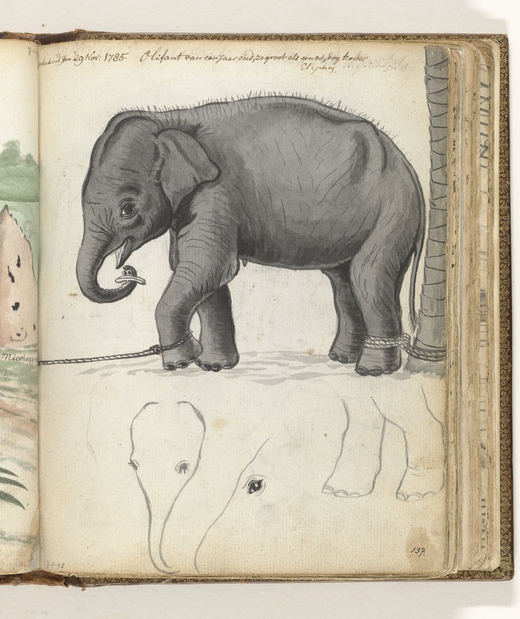Ung elefant på ett träd av Jan Brandes