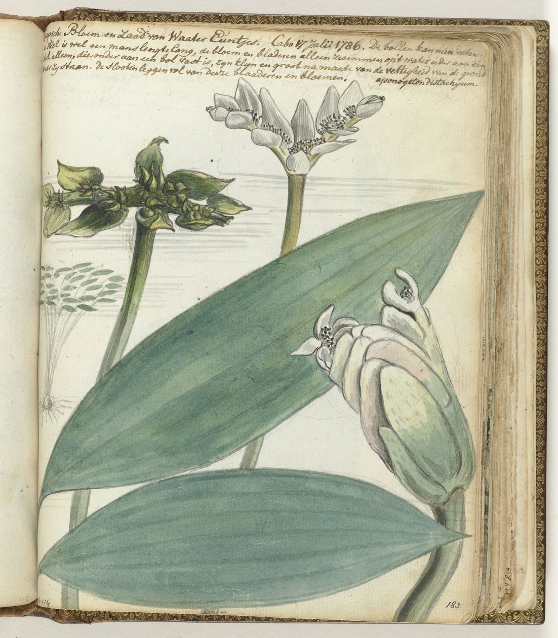 Cape blomma av Jan Brandes