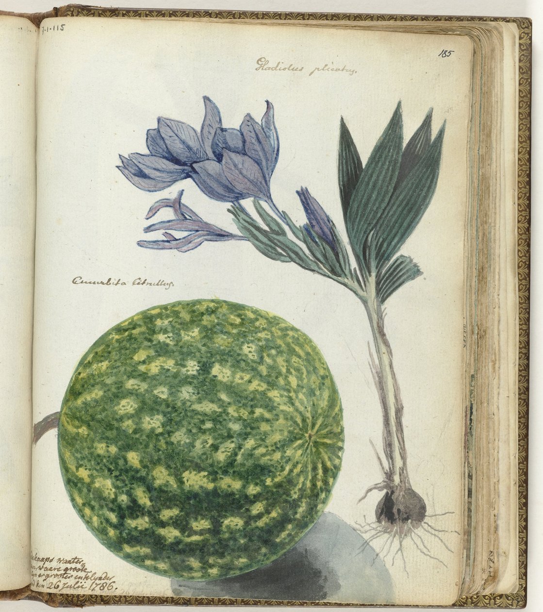 Cape vattenmelon och gladiolus av Jan Brandes
