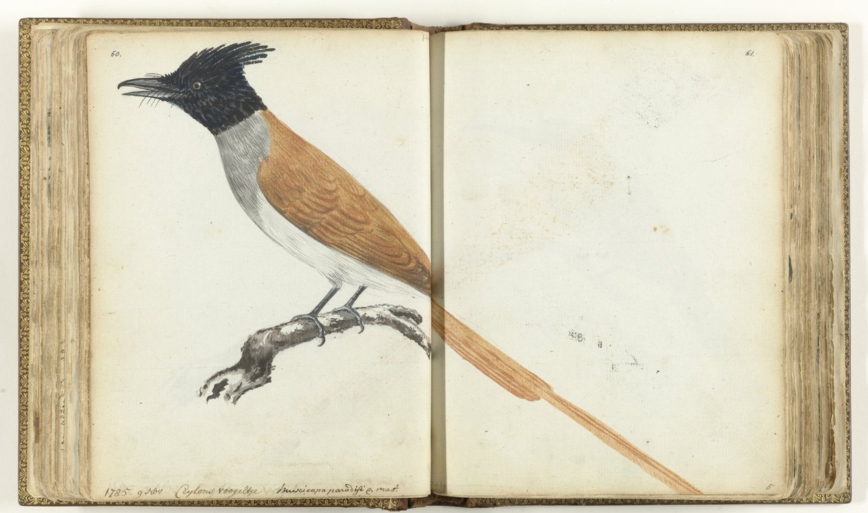 Paradise flugsnappare av Jan Brandes