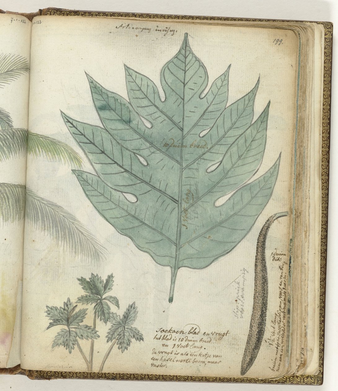 Sukoon blad och frukt av Jan Brandes