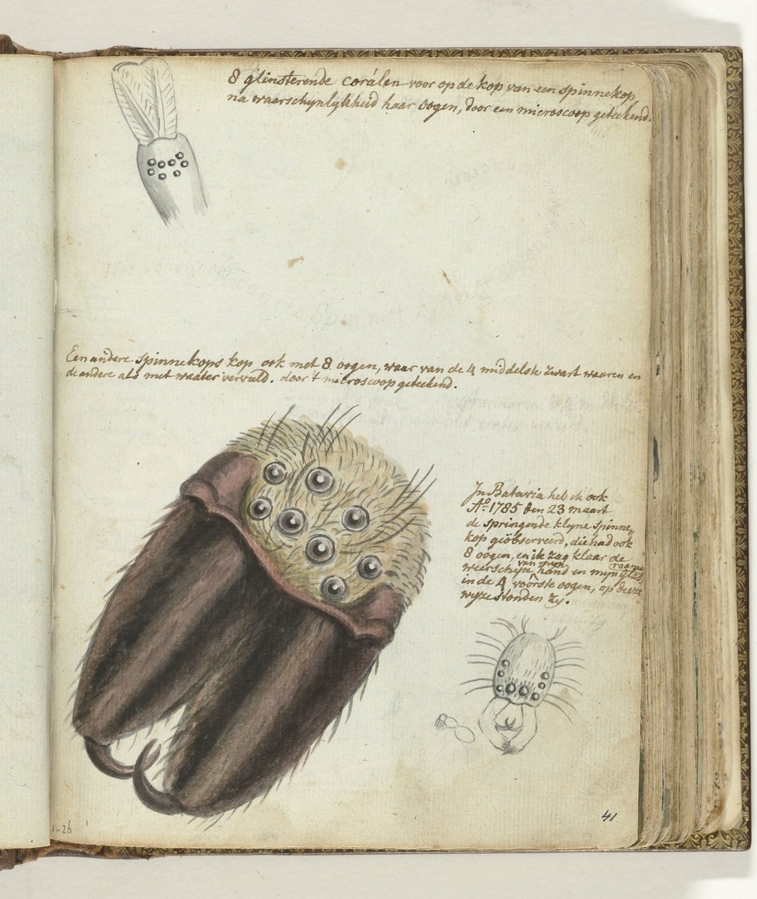 spindelhuvuden av Jan Brandes