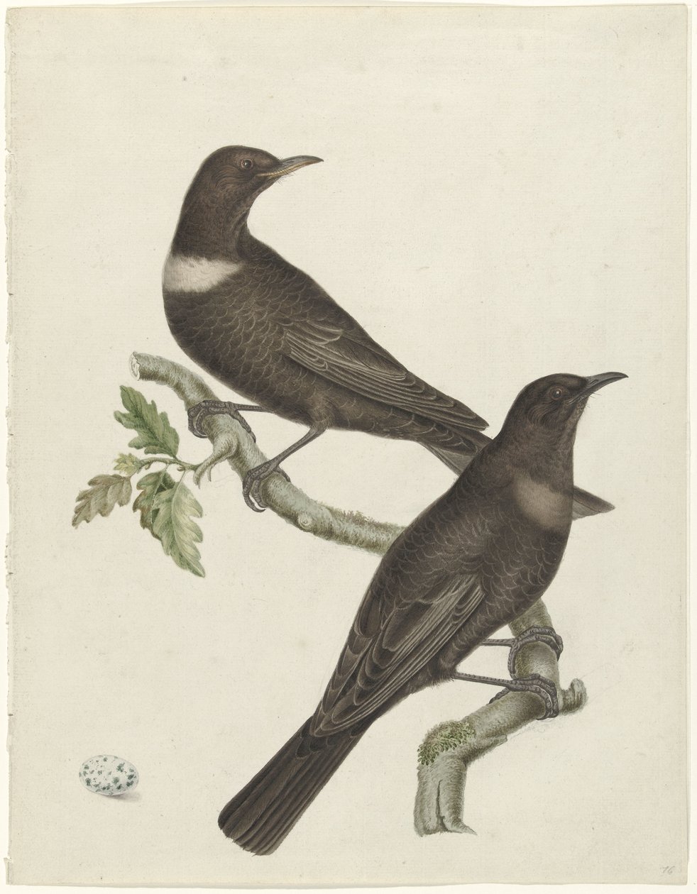 Två ringtrastar (Purdus torquatus) med ett ägg av Jan Christiaan Sepp (possibly)
