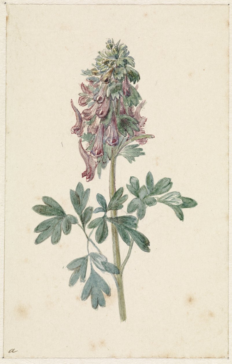 Blommande Corydalis bulbosa av Jan Jacob Goteling Vinnis