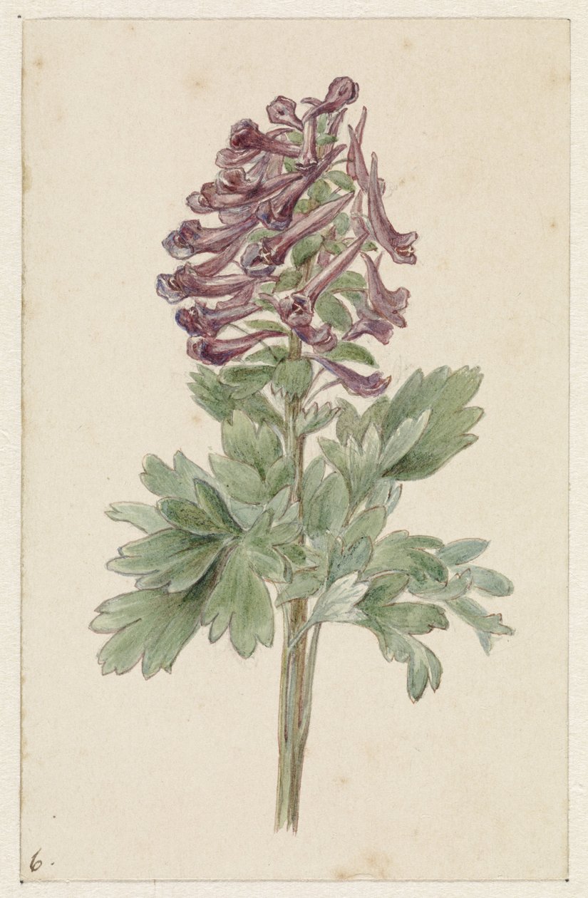 Blommande Corydalis bulbosa av Jan Jacob Goteling Vinnis