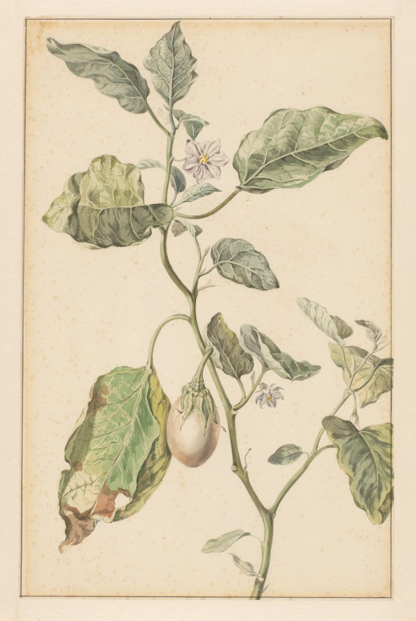 Aubergineplanta (titel på objekt) av Jan Jansz. van der Vinne