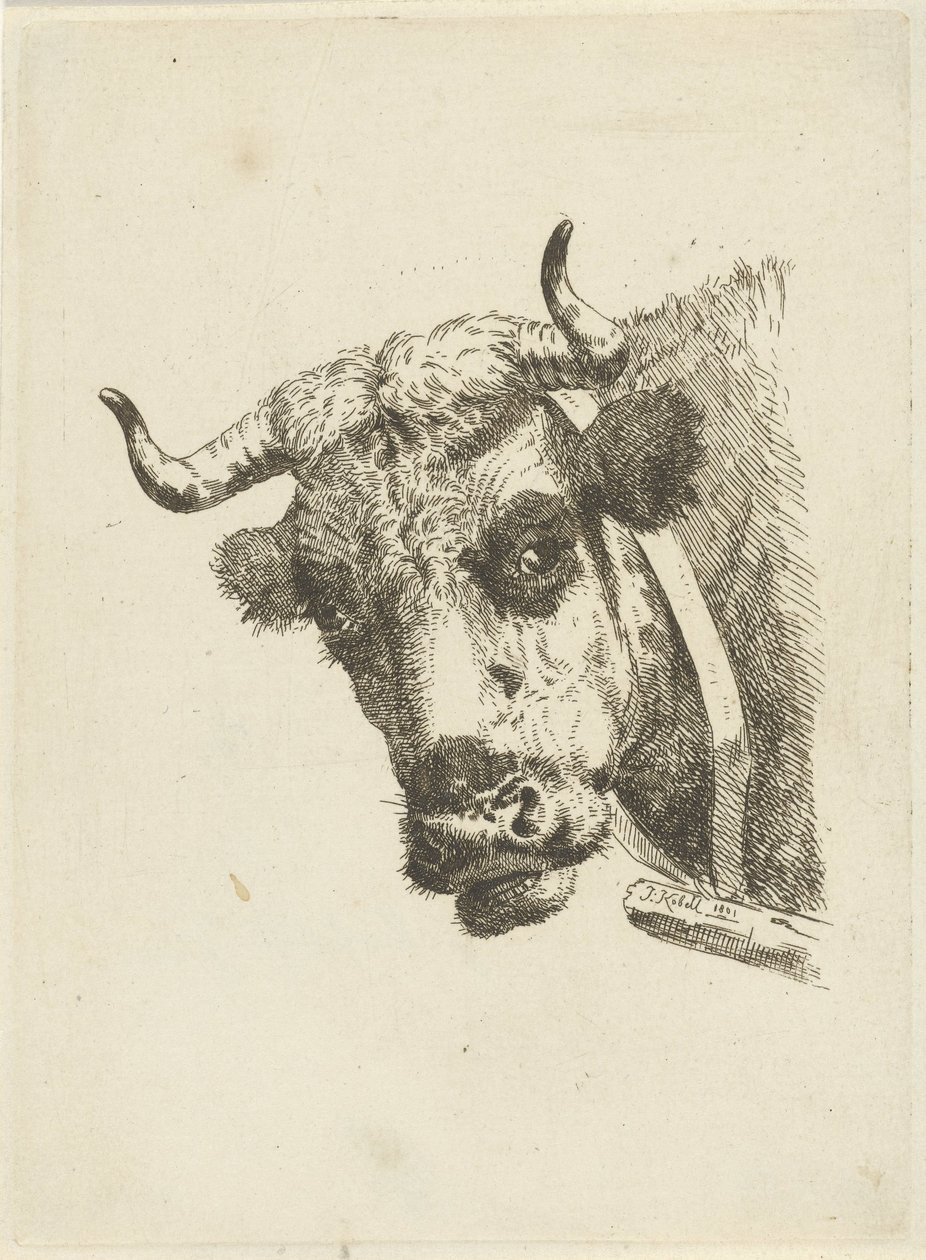 kohuvud av Jan Kobell (II)