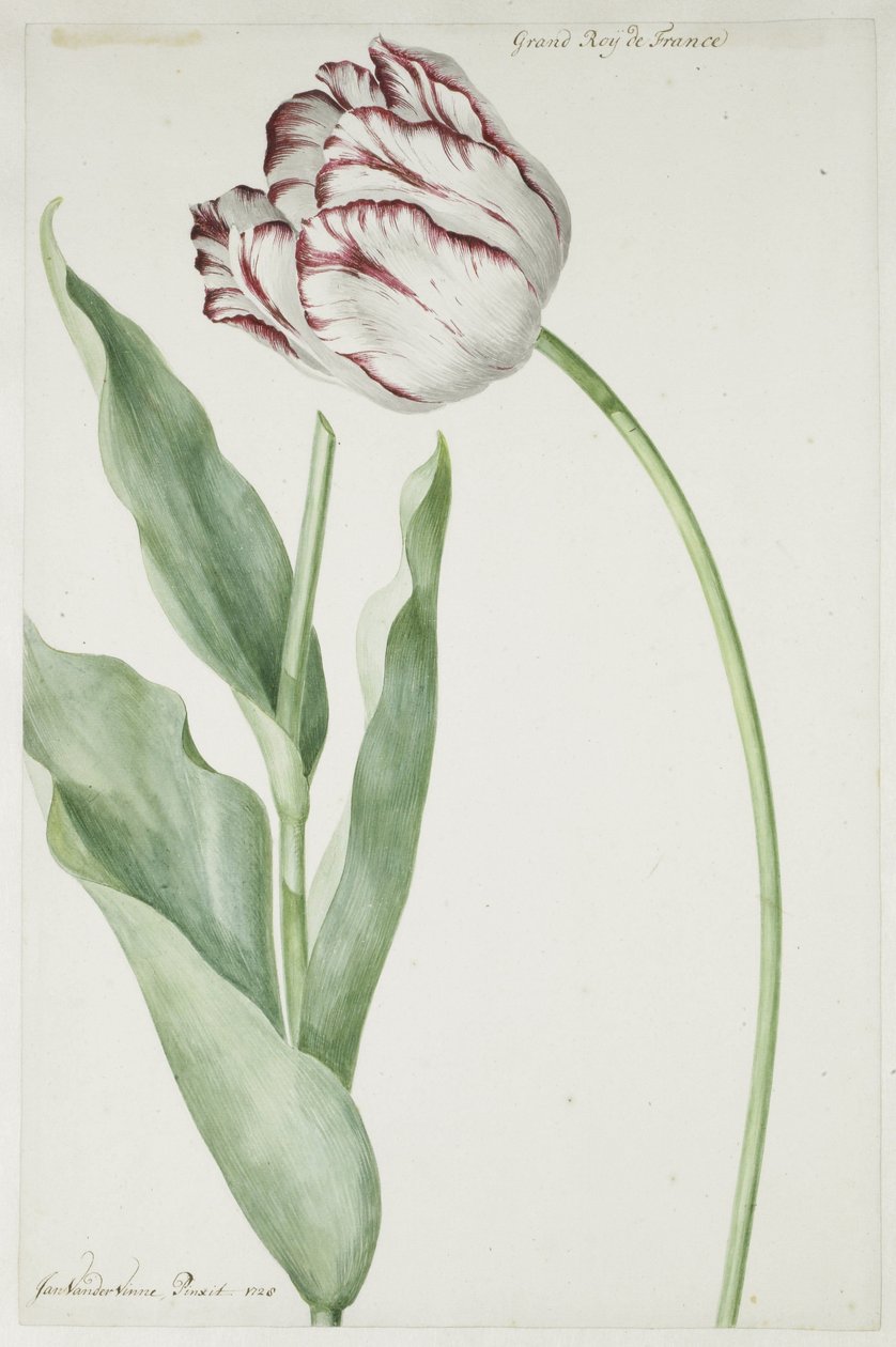 Tulpan Grand Roy de France av Jan Laurensz. van der Vinne