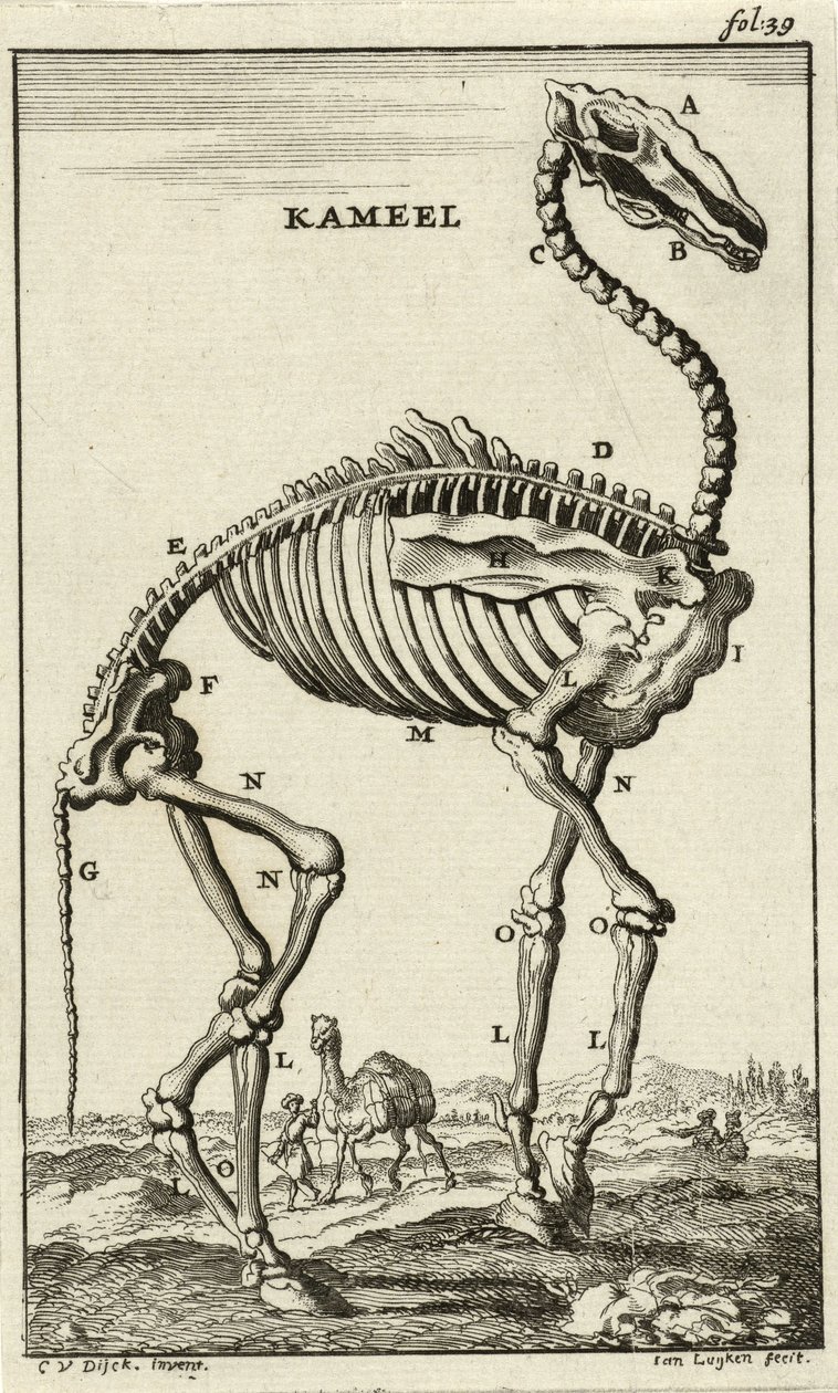 Skelett av en kamel, ca. 1680-talet av Jan Luyken