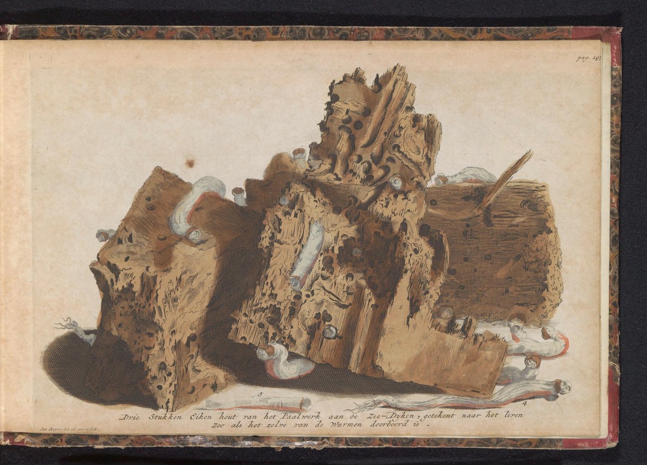 Delar av pålarbeten angripna av skeppsmask, 1731 Tre stycken ekträ från Paalwerk aan de Zee-Dyken, ritade efter livet som det genomborrades av Wurmen (titel på objektet) av Jan Ruyter