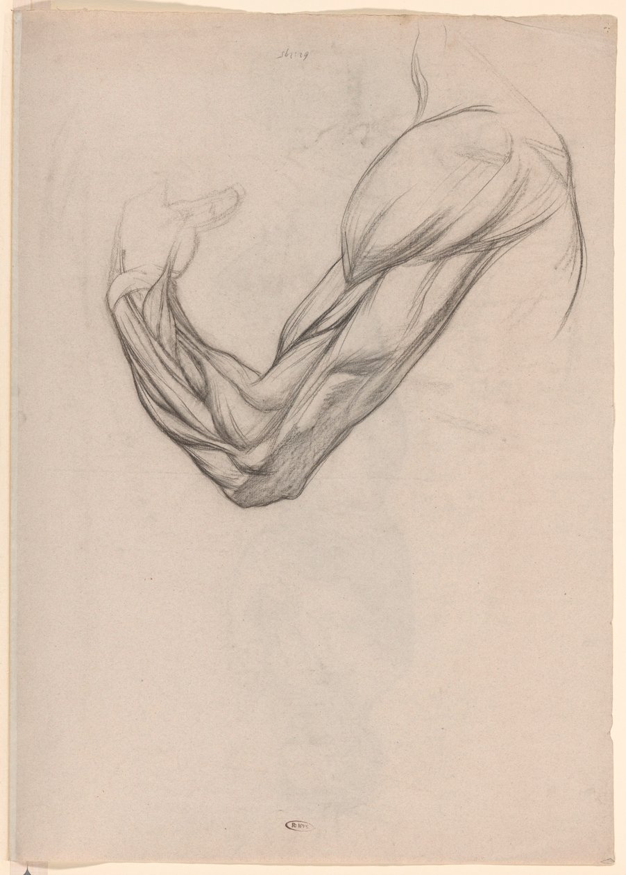 Anatomisk studie av musklerna i en höger arm av Jan Veth