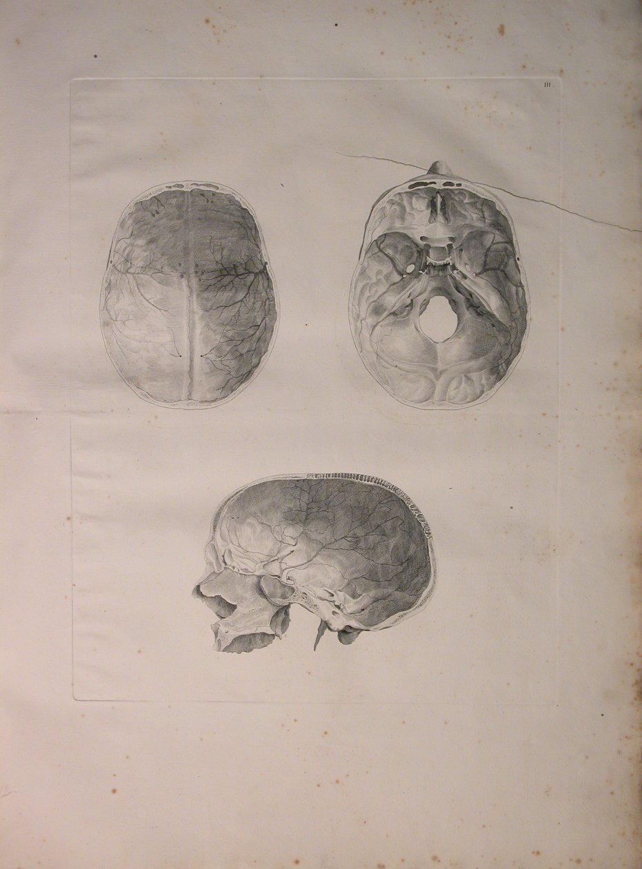 Albinus II, Pl. III, Kranialben, illustration från 