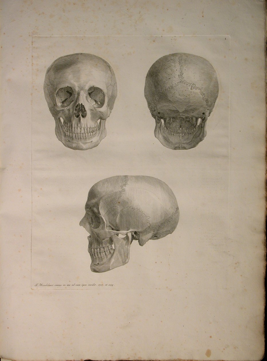 Albinus II, Pl. I, illustration från 