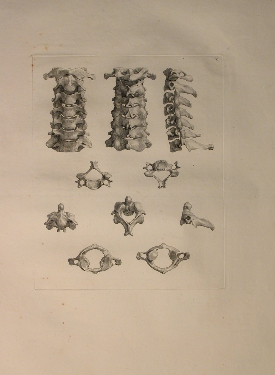 Albinus II, Pl. X: Nackkota, illustration från 