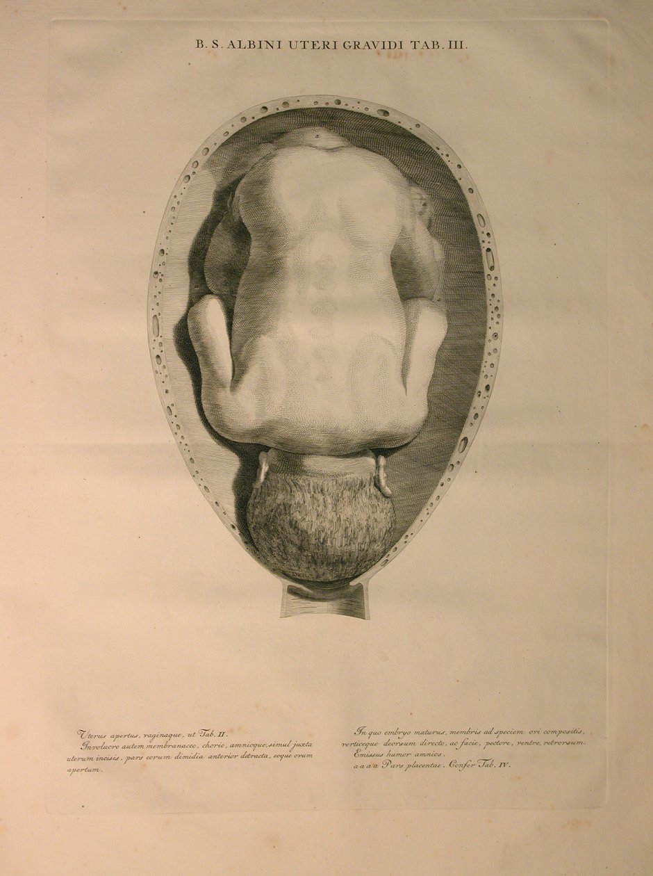 Albinus, Uterus, Pl. III, illustration från 