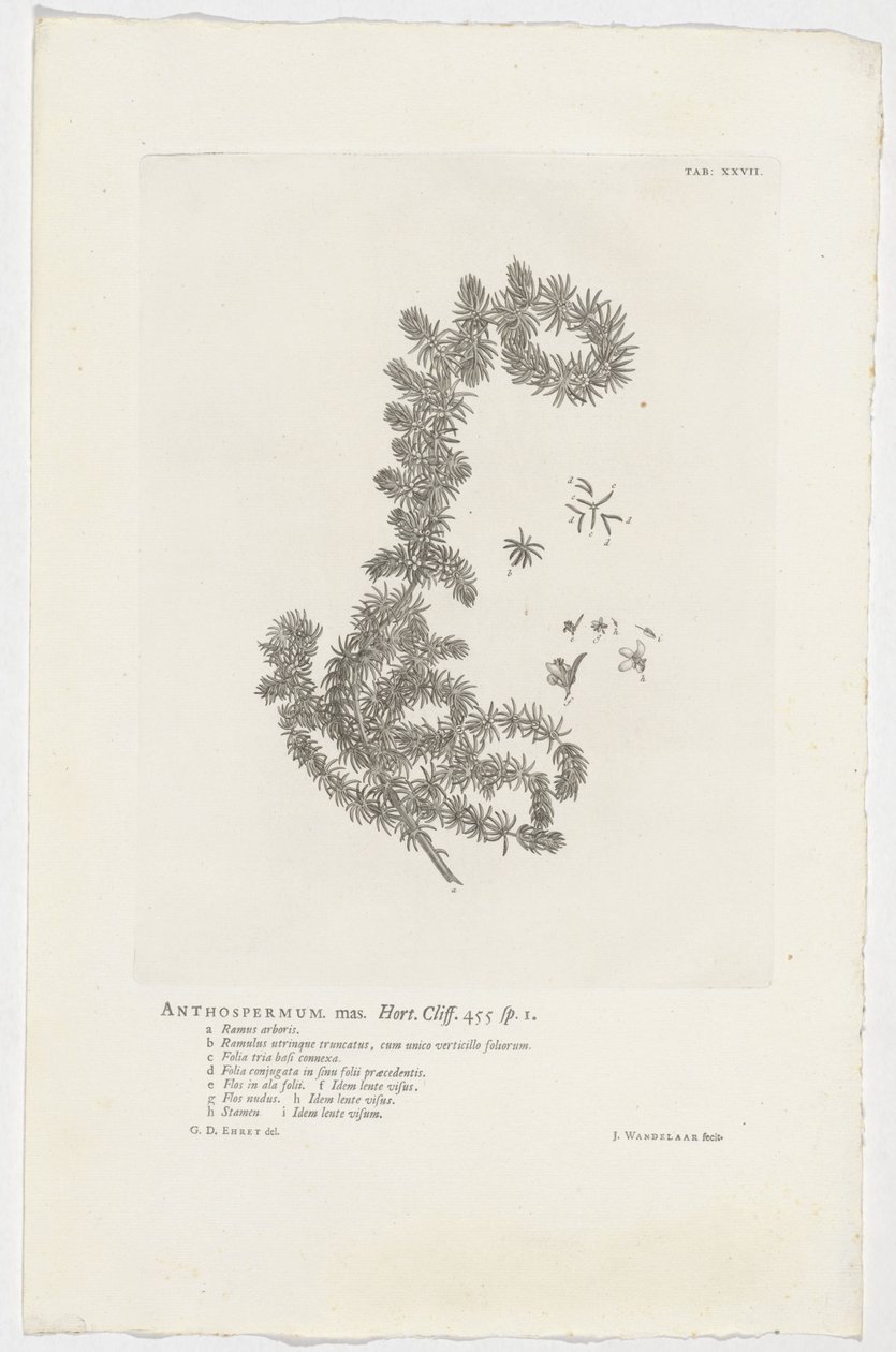 Anthospermum aethiopicum Anthospermum hane. Trädgård. Klippa. 455 sp. 1 (titel på objekt) av Jan Wandelaar