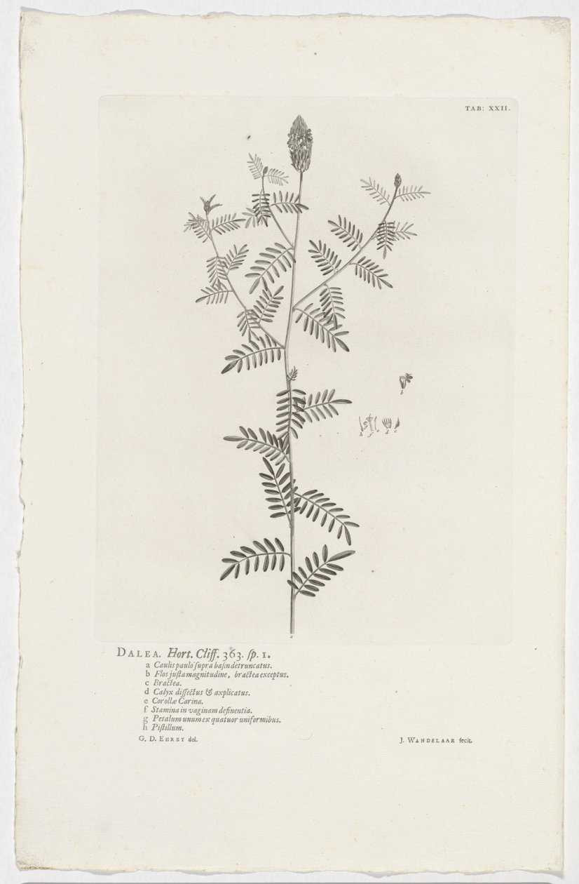 Dalea alopecuroides Dalea. Hort. Klippa. 363. sp. 1 (titel på objekt) av Jan Wandelaar