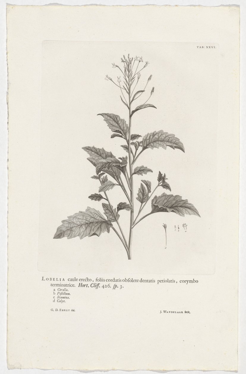 Lobelia cliffortiana Lobelia stam upprätt, hjärtformade blad föråldrat tandade skaft, avslutande corymbose. Trädgård. Klippa. 426. sp. 3 (titel på objekt) av Jan Wandelaar