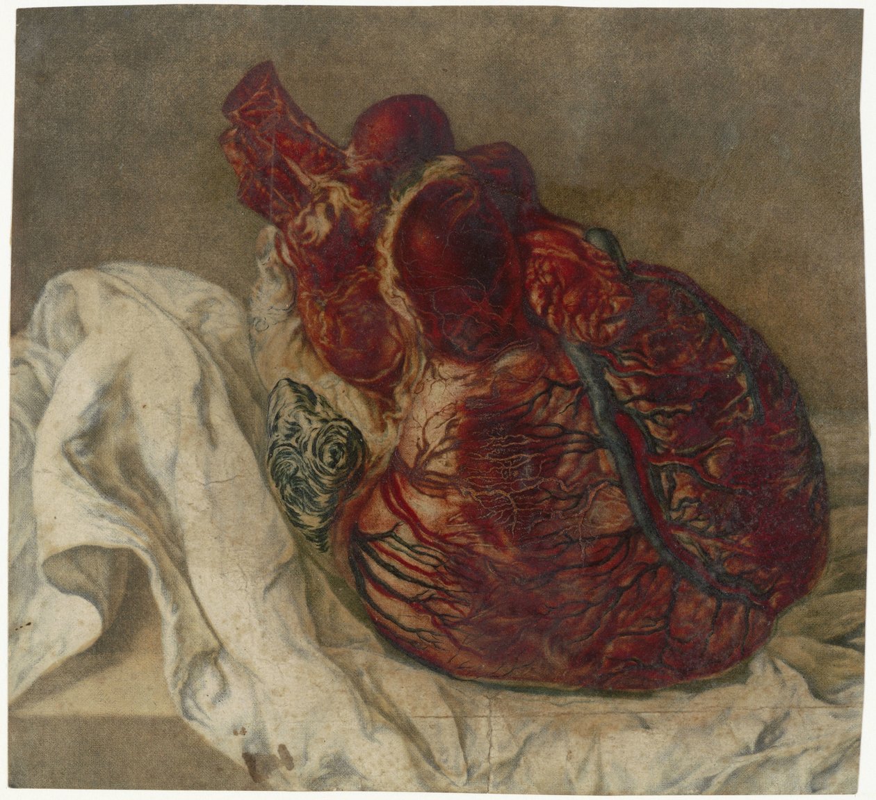 Avtryck av hjärnan och hjärtat Anatomisk studie av ett mänskligt hjärta av Jan l