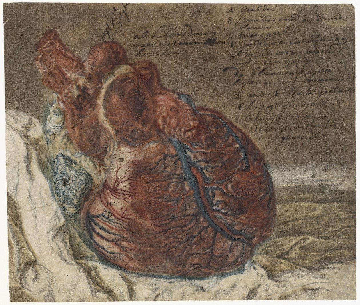 Avtryck av hjärnan och hjärtat Anatomisk studie av ett mänskligt hjärta av Jan l